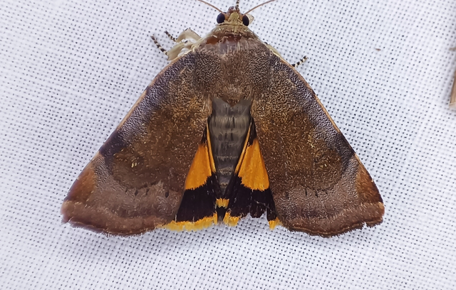 Noctua janthe - lappangó sárgafűbagoly
