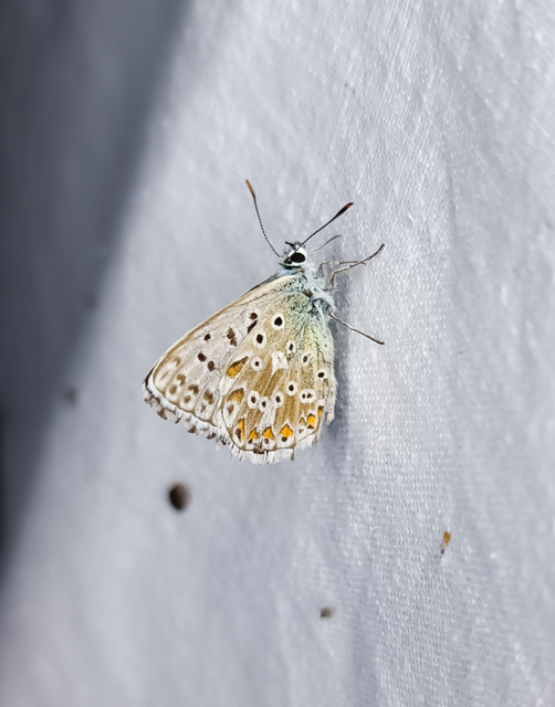 Polyommatus coridon - ezüstkék boglárka