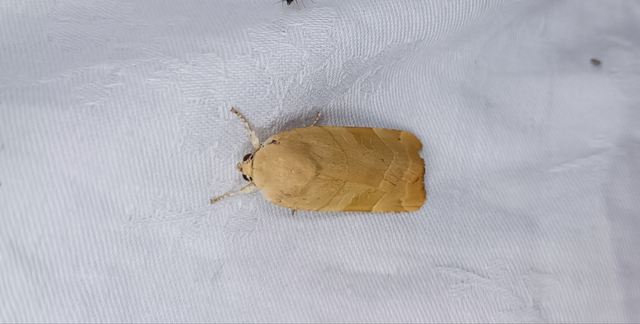 Noctua fimbriata - szélessávú sárgafűbagoly