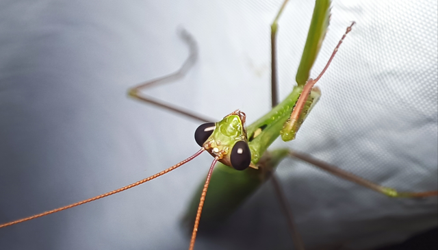 Mantis religiosa - imádkozósáska