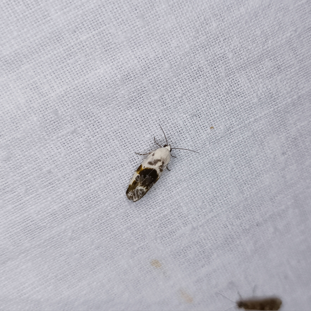 Ponometia candefacta - parlagfűbagoly