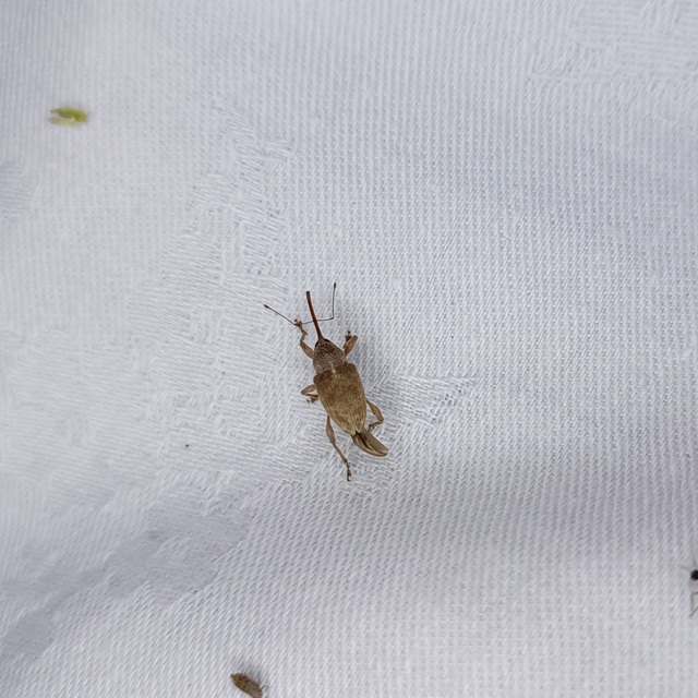Curculio elephas - gesztenyezsuzsóka