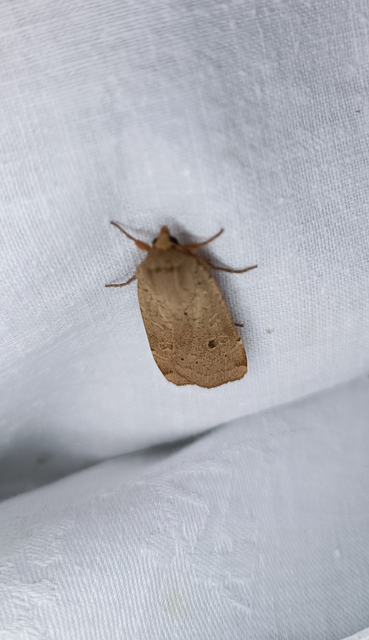 Noctua comes - kis sárgafűbagoly