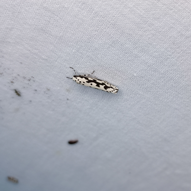 Ethmia candidella - őszi feketemoly