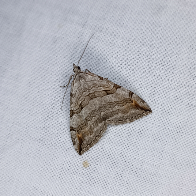 Aplocera efformata/plagiata