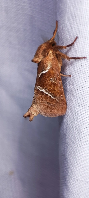 Triodia sylvina - kis gyökérrágólepke