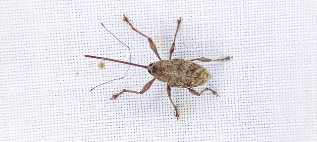 Curculio elephas - gesztenyezsuzsóka
