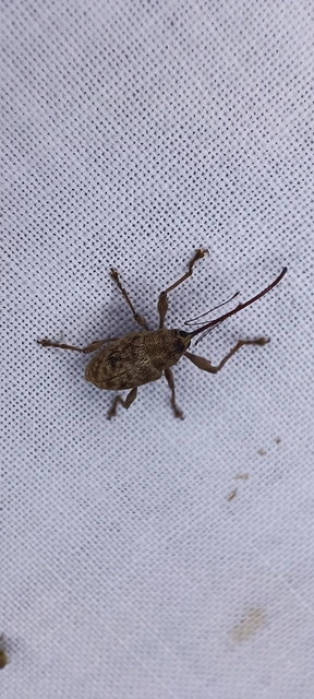 Curculio elephas - gesztenyezsuzsóka