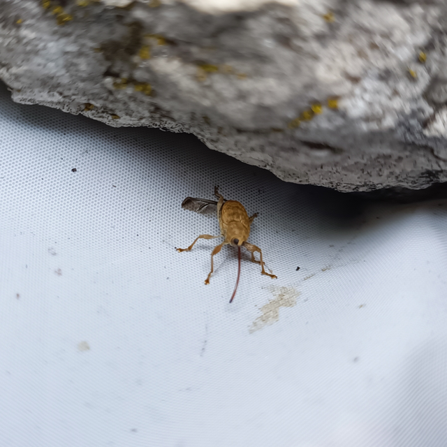 Curculio elephas - gesztenyezsuzsóka