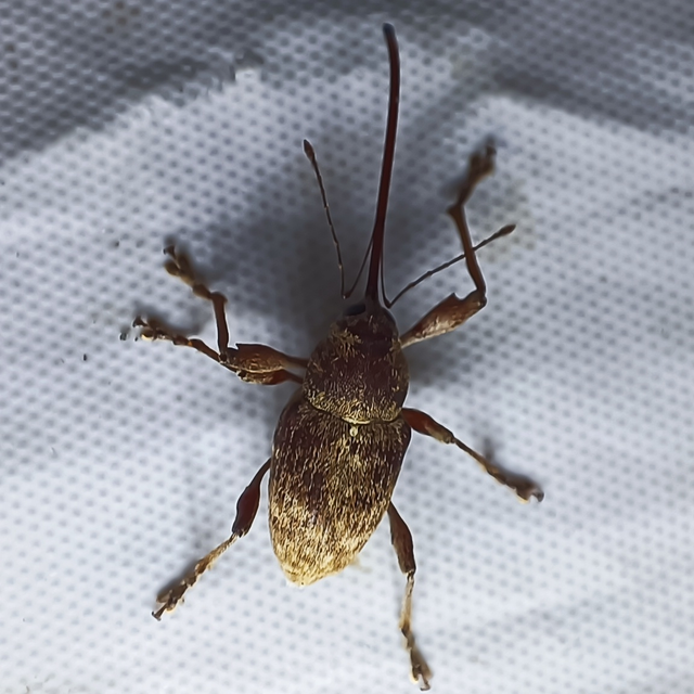 Curculio elephas - gesztenyezsuzsóka