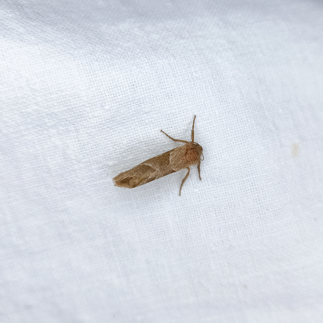Triodia sylvina - kis gyökérrágólepke