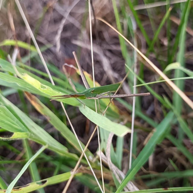 Acrida ungarica - sisakos sáska Acrida ungarica - sisakos sáska