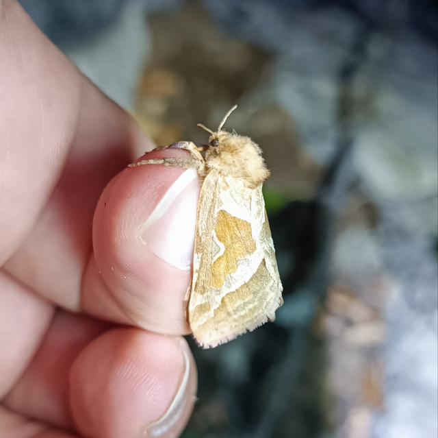 Triodia sylvina - kis gyökérrágólepke