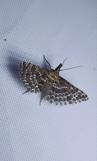 Alucita