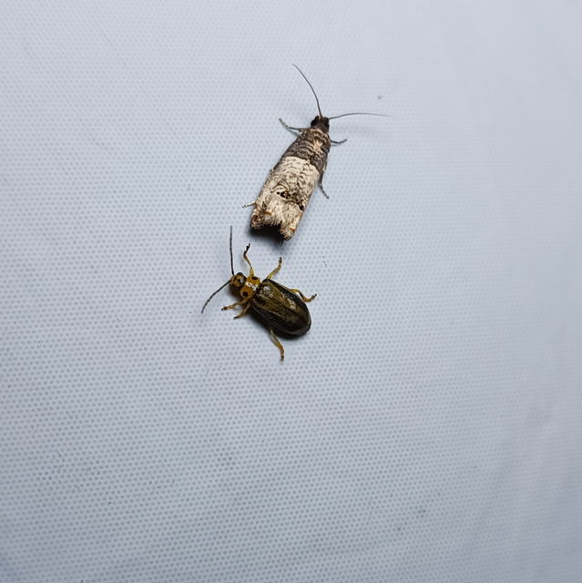 Xanthogalerucella luteola - szilfa-olajosbogár