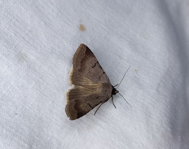 Lygephila craccae - gyakori csüdfűbagoly