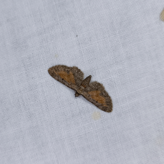 Eupithecia icterata - rozsdafoltos törpearaszoló