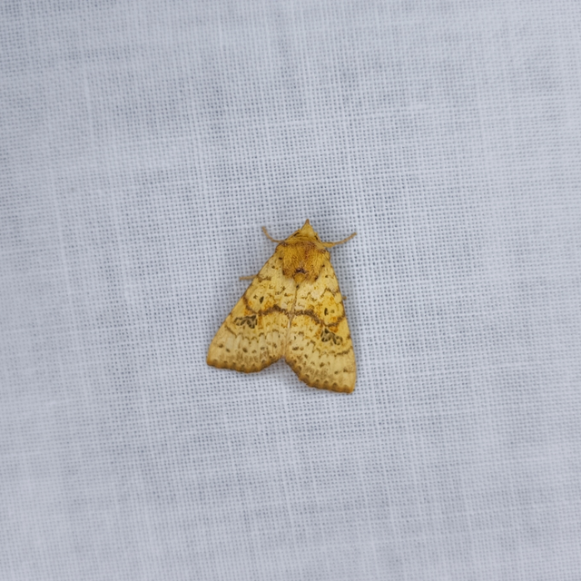 Tiliacea sulphurago - kénes sárgabagoly