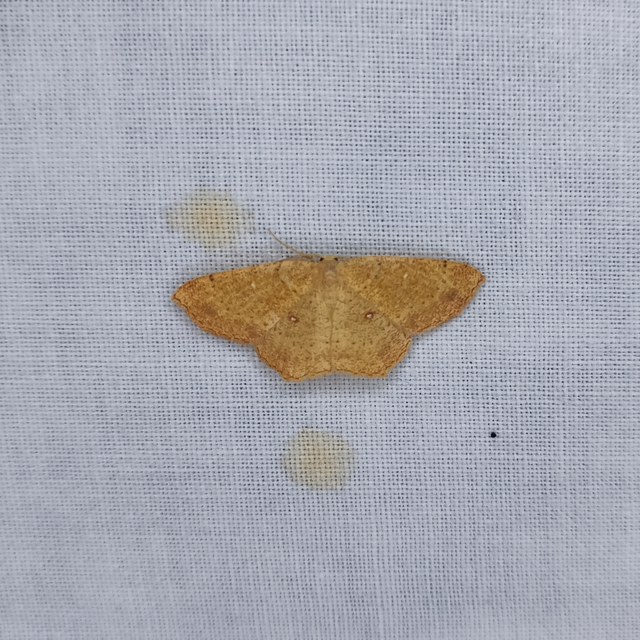 Cyclophora ruficiliaria - vörösrojtú pettyesaraszoló