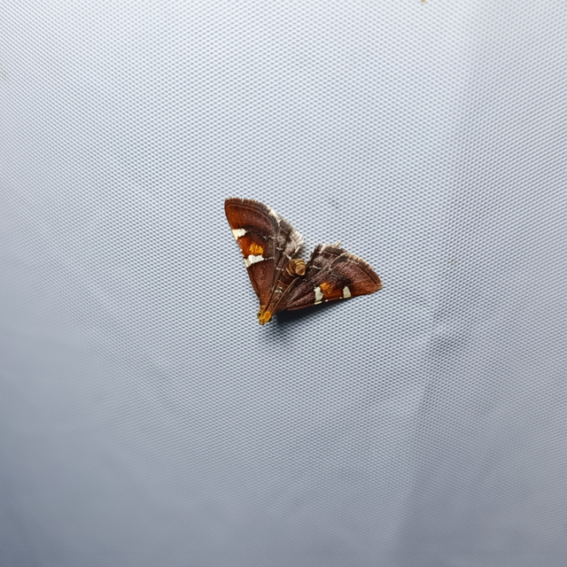 Pyralis regalis - pompás fényilonca