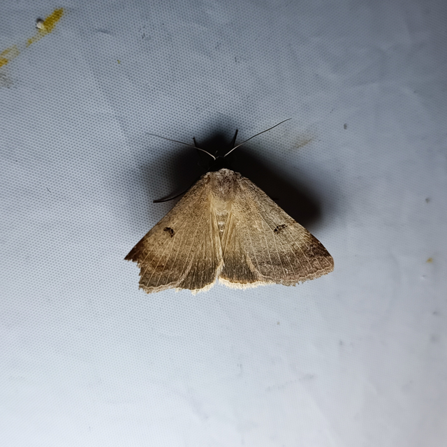 Lygephila craccae - gyakori csüdfűbagoly