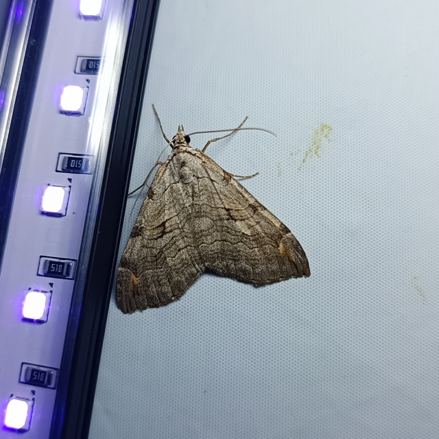 Aplocera efformata/plagiata