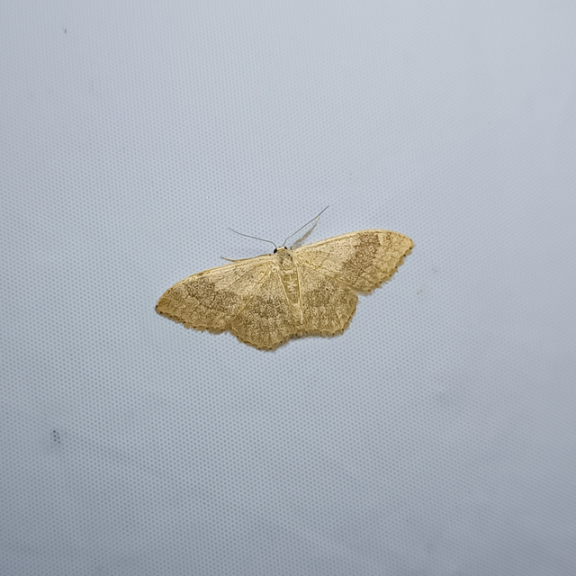 Idaea aversata - nagy sávosaraszoló