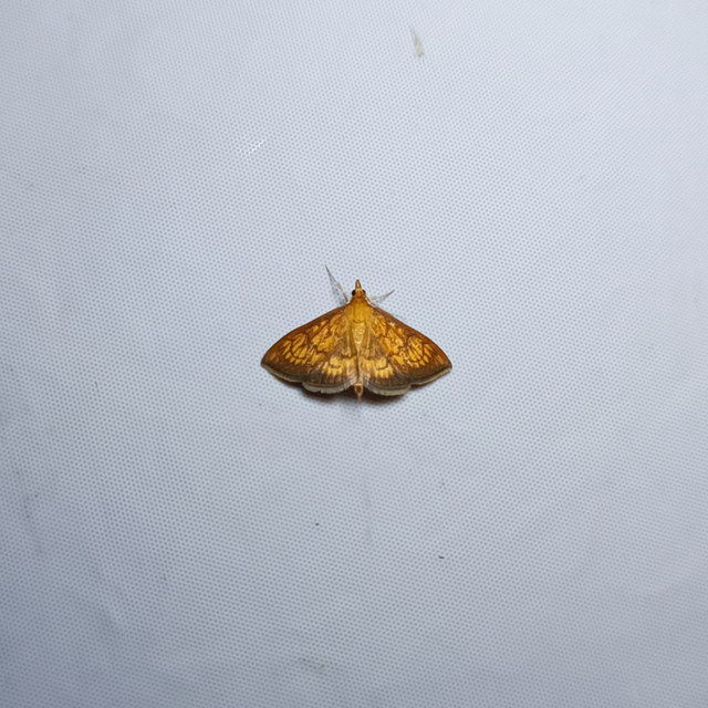 Ecpyrrhorrhoe rubiginalis - rozsdavörös tűzmoly