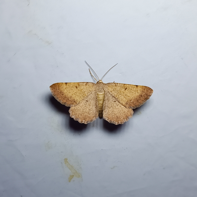 Selidosema plumaria - fésűs faaraszoló