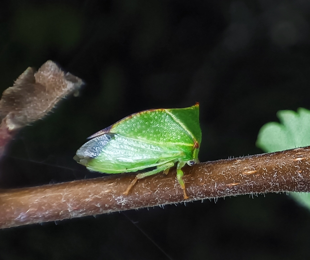 Stictocephala bisonia - bivalykabóca