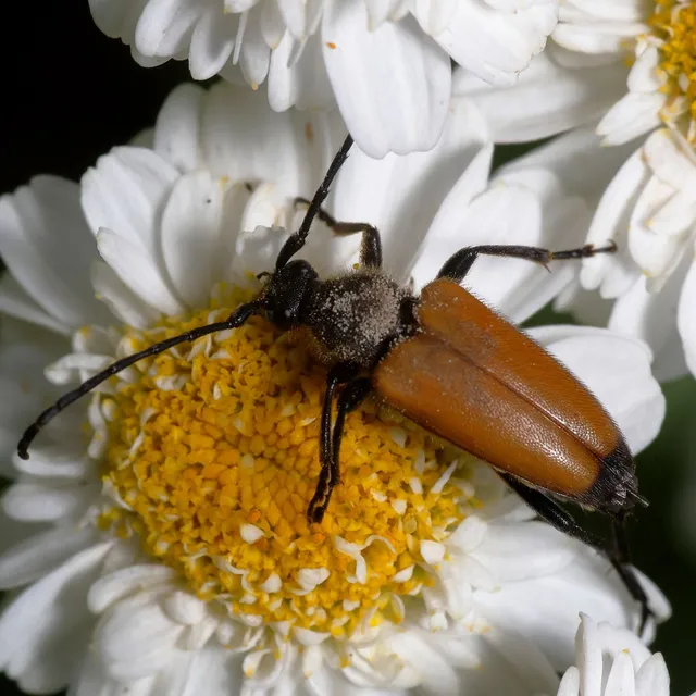 Stictoleptura fulva - vörhenyes virágcincér