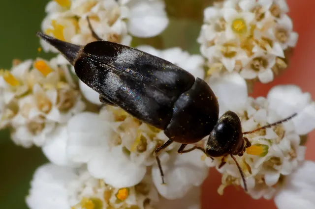 Variimorda villosa - szalagos maróka