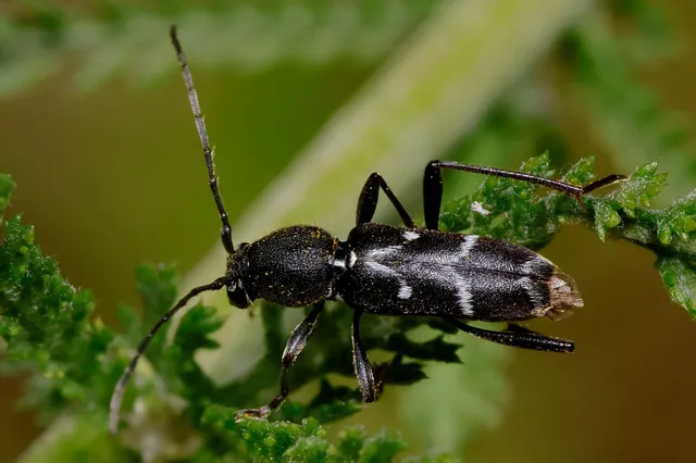 Chlorophorus sartor - feketevállú darázscincér