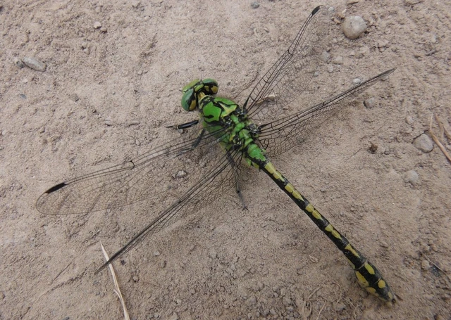 Ophiogomphus cecilia - zöld folyami-szitakötő Ophiogomphus cecilia - zöld folyami-szitakötő