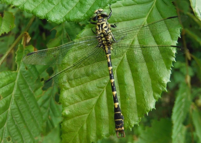 Onychogomphus forcipatus - gyűrűs folyami-szitakötő Onychogomphus forcipatus - gyűrűs folyami-szitakötő