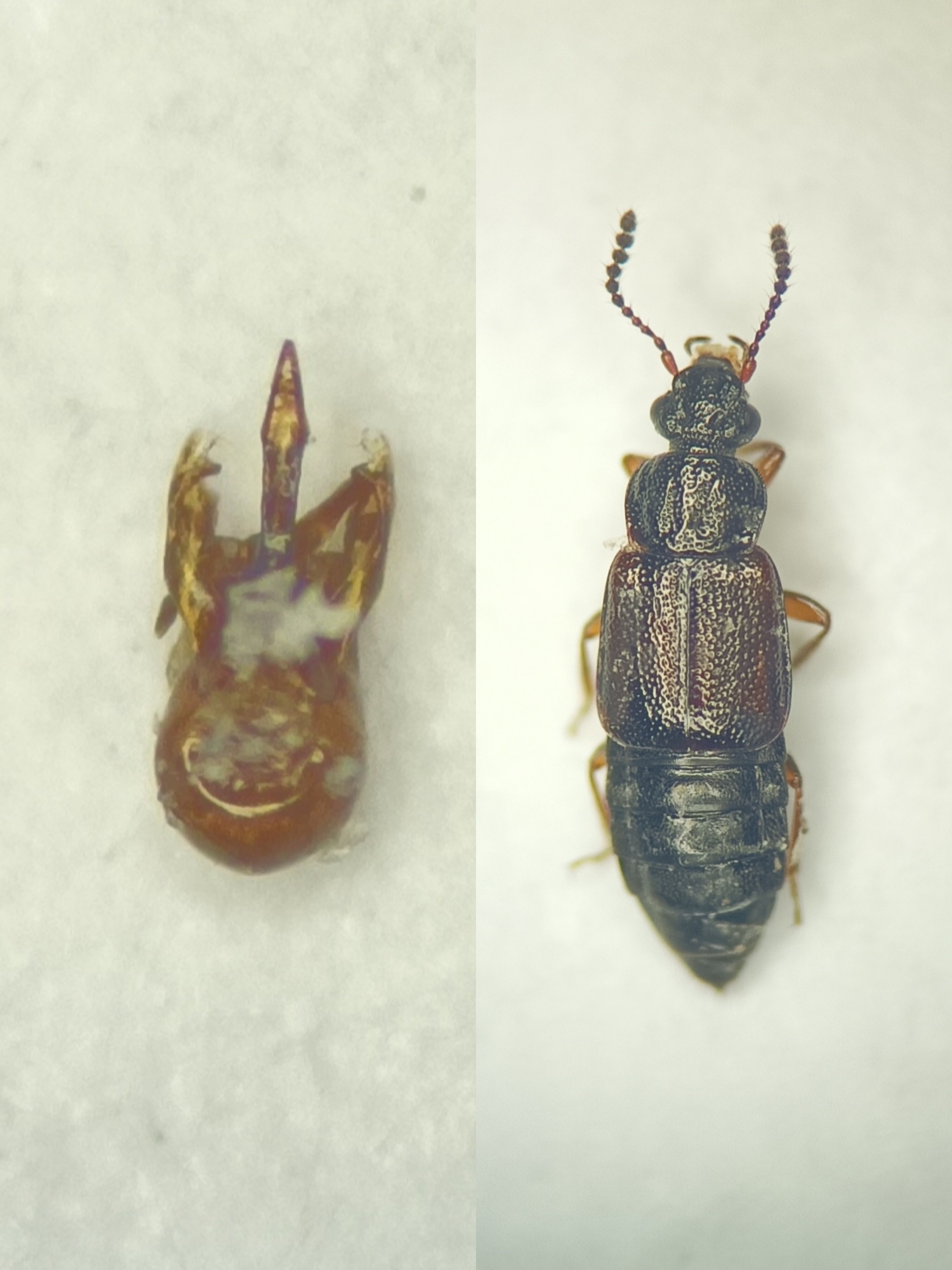 Omalium rivulare