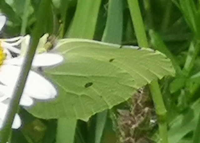 Gonepteryx rhamni - citromlepke