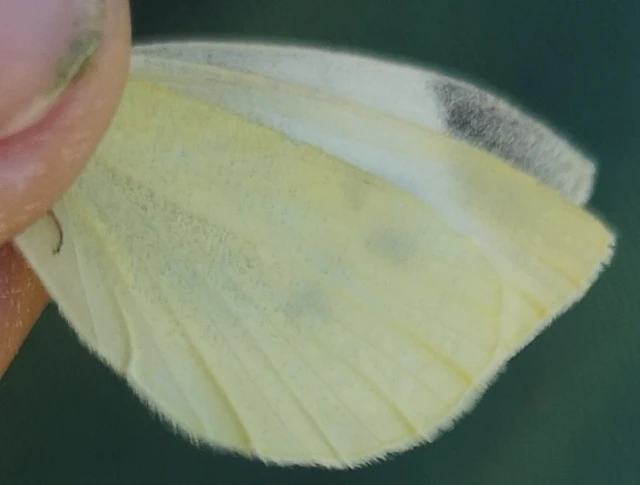 Pieris rapae - répalepke