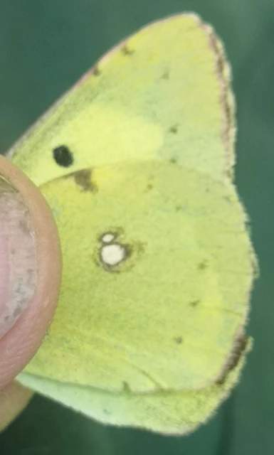 Colias erate - csángó-kéneslepke