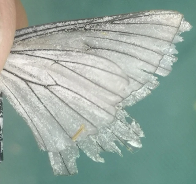 Siona lineata - vonalas fehéraraszoló