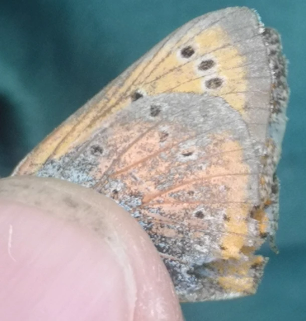 Lycaena dispar rutilus - nagy tűzlepke