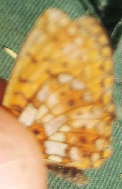 Boloria selene - fakó gyöngyházlepke