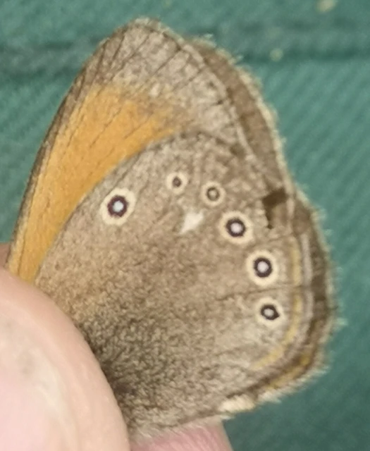 Coenonympha glycerion - közönséges szénalepke