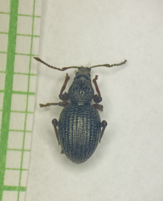 Otiorhynchus ovatus - apró gyalogormányos