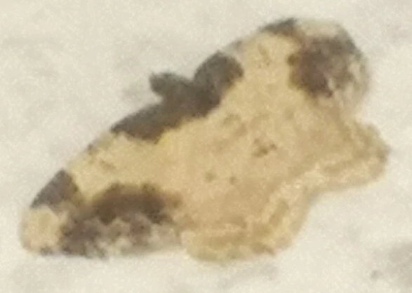 Ligdia adustata - barna levélaraszoló