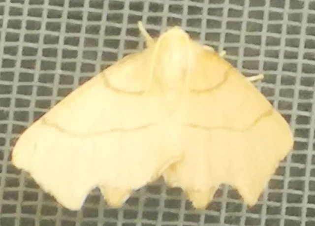 Ennomos erosaria - hársfa-levélaraszoló