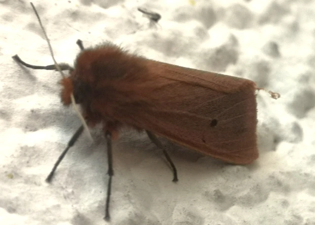 Phragmatobia fuliginosa - füstös medvelepke