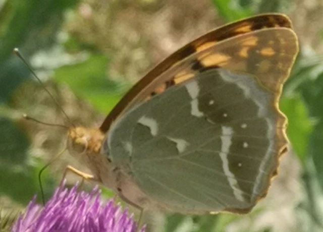 Argynnis pandora - zöldes gyöngyházlepke