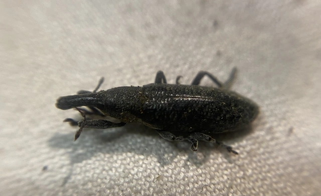 Lixus pulverulentus - mályvafúró dudvabarkó