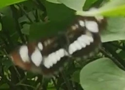 Neptis rivularis - nagy fehérsávoslepke